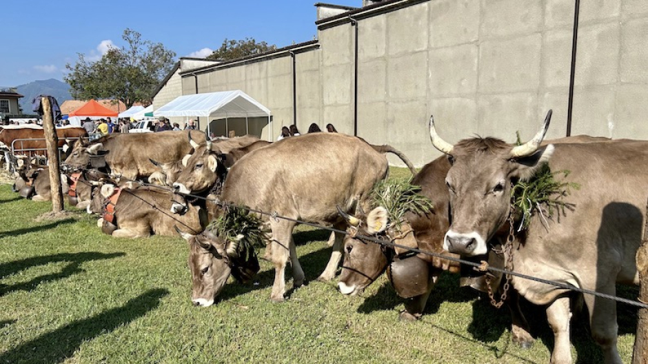 Armeno, il 12 ottobre appuntamento con la Fiera Zootecnica
