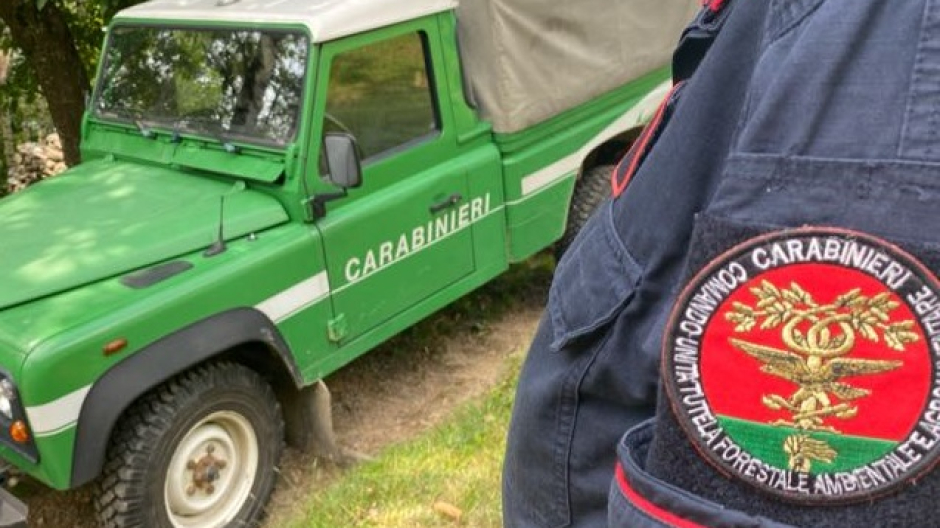Rubava i rifiuti alimentari al supermercato e li abbandonava nel bosco