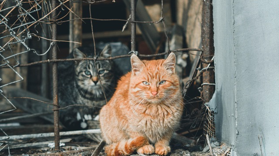 Randagismo felino, fondi dalla Regione: 10mila euro a Verbania e 8mila a Novara