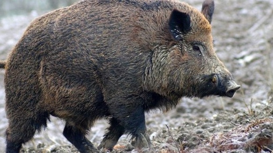 Auto contro cinghiale a Sostegno: paura per un giovane.