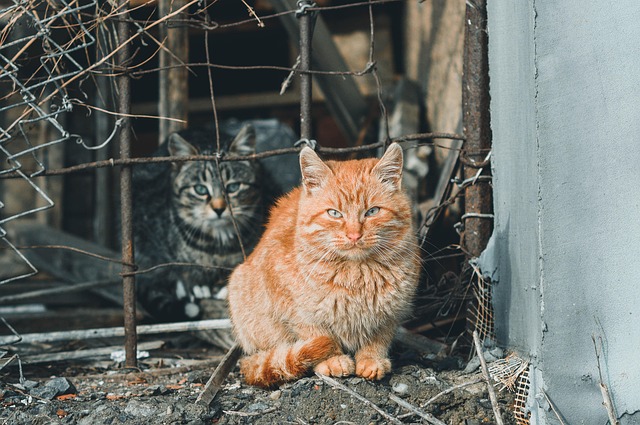 cats 5914853 640