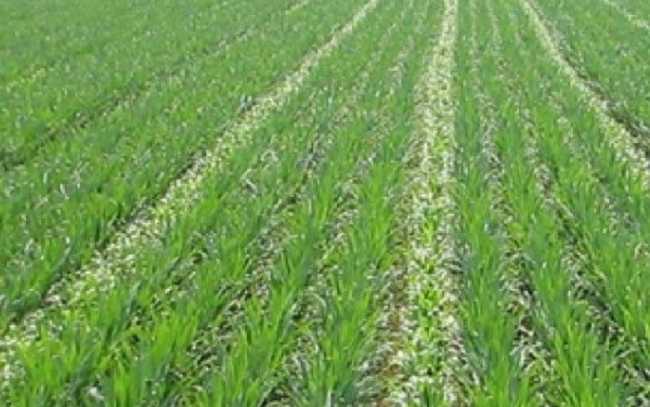 agricoltura