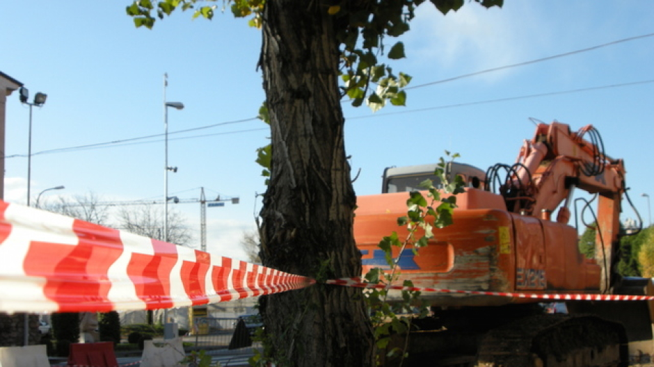 Abbattimenti selettivi degli alberi sul viale di Borgosesia