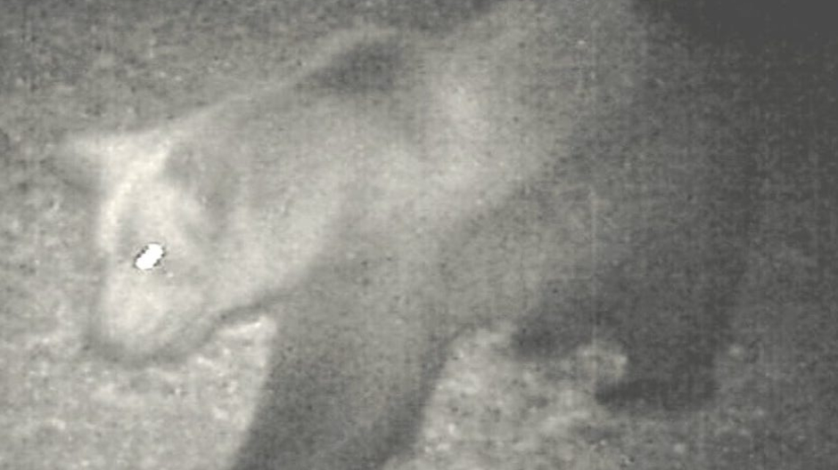 Orso ossolano: confermato avvistamento, il video girato qualche tempo fa