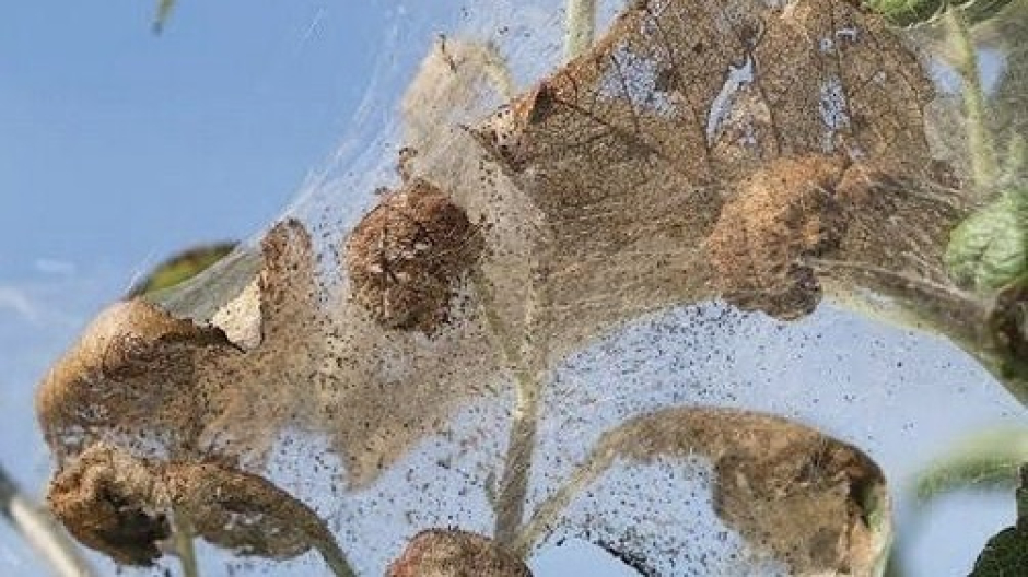 Ifantria, Galliate: il Comune intervenuto su alberature comunali per contenerla