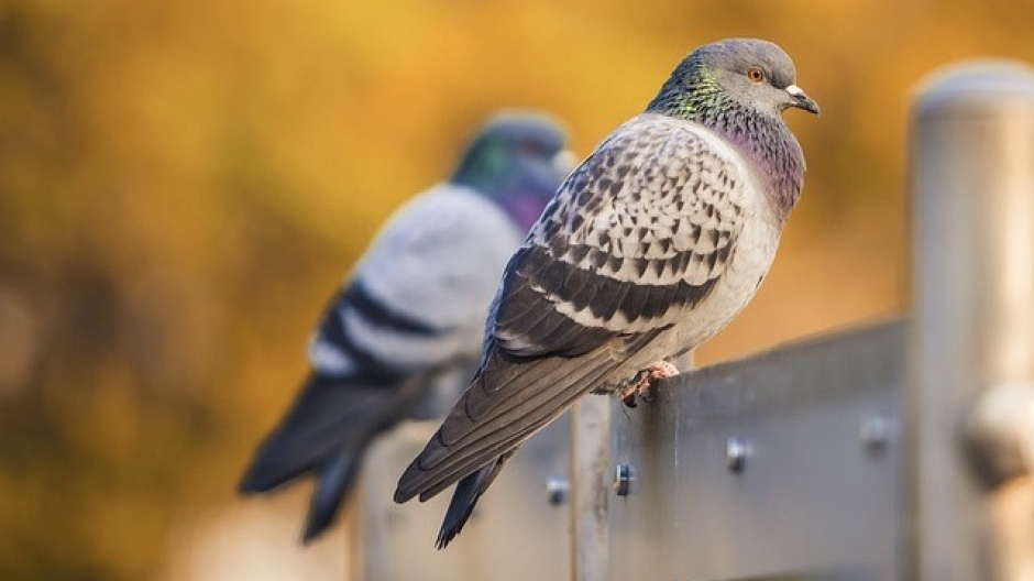 Nibbiola, revocato piano abbattimento piccioni. La nota di LEAL